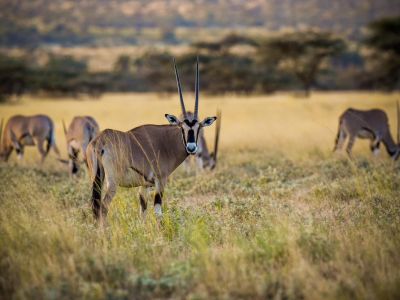 Kenya - Safari en lodge dans les parcs du Nord