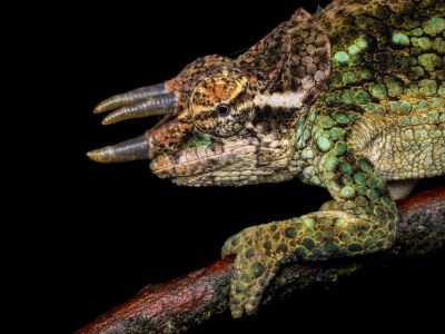 Tanzanie - Caméléons, serpents et grands mammifères