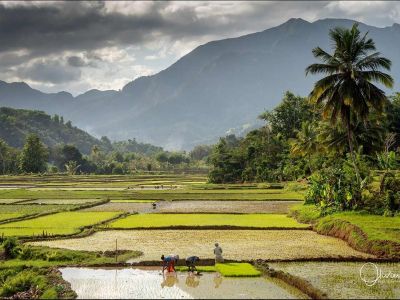 Madagascar - Vanille et chocolat : reflets du nord