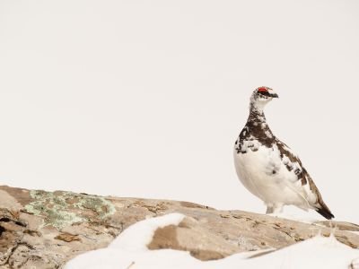France - De Bec et de Plumes, initiation aux galliformes de montagne dans le massif du Dévoluy 