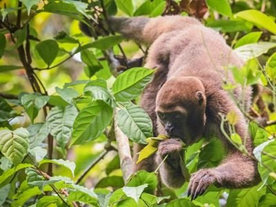 Colombie - Mammifères et oiseaux du Guaviare