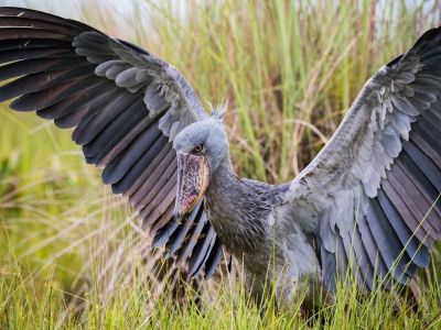 Ouganda - Bivouac en terres sauvages, l'échappée belle Ougandaise 